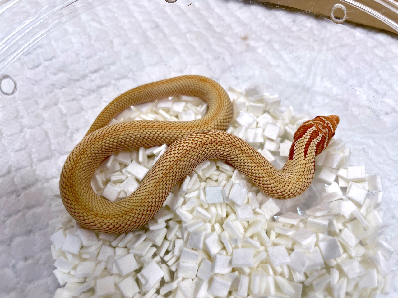 セイブシシバナヘビ（アルビノスーパーコンダ）(2)
