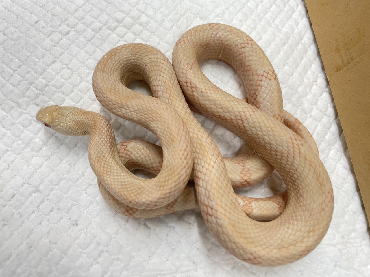 ブラックラットスネーク（ハイビノ）(2)