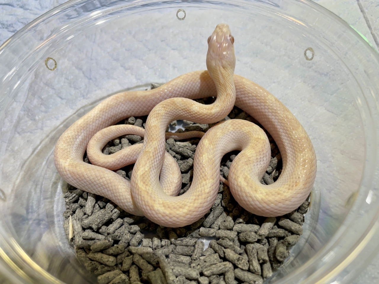 リコリスラットスネーク（アルビノ）(2)