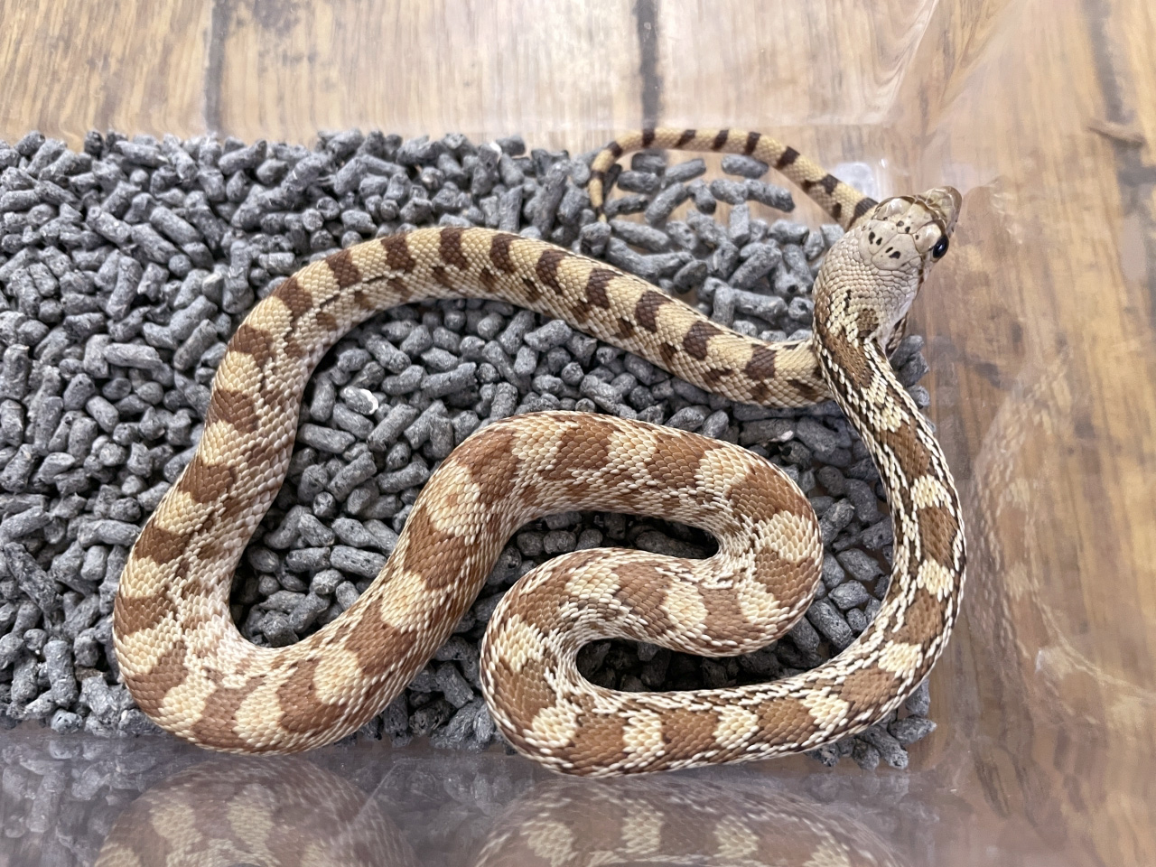 ソノラゴファースネーク(1)