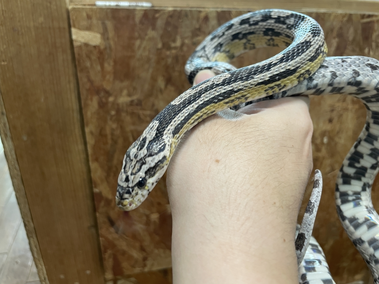 コーンスネーク（アネリ）(3)