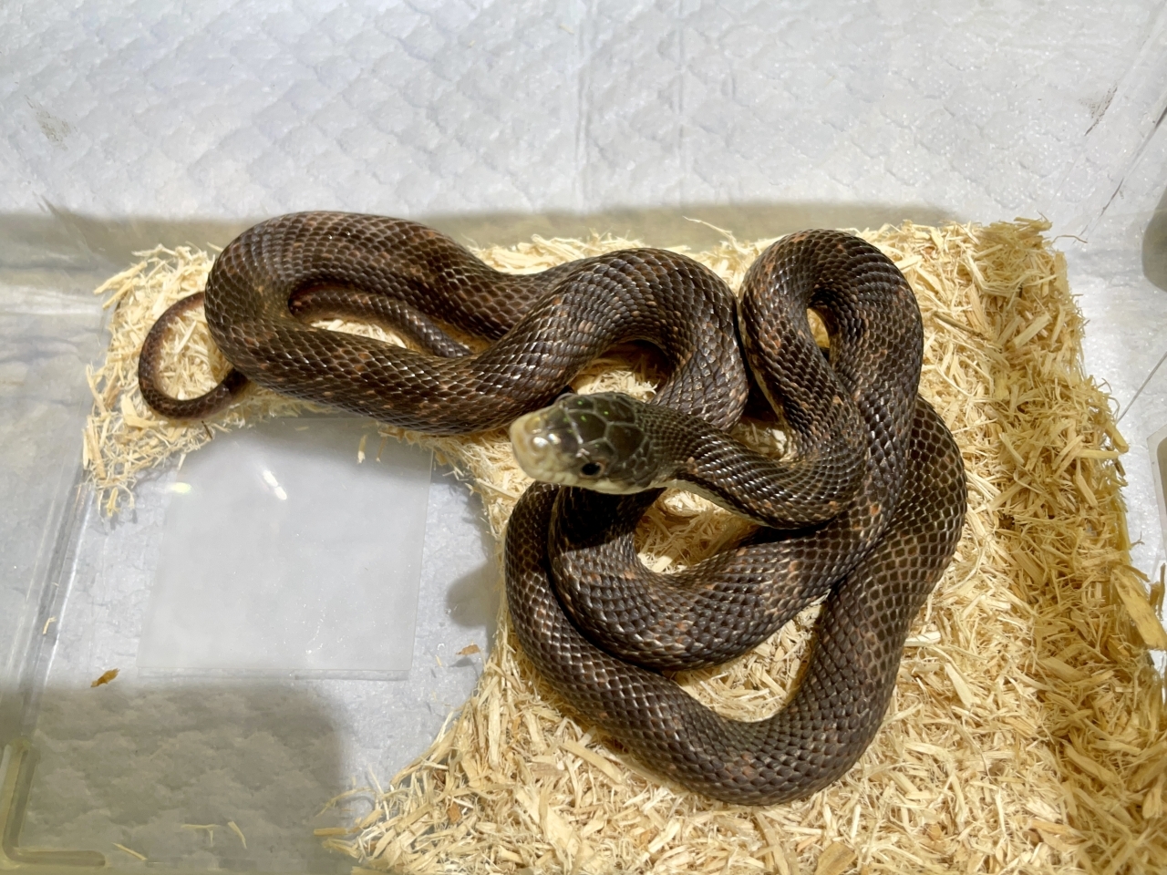 ブラックラットスネーク（ラスティhetアルビノ）(1)