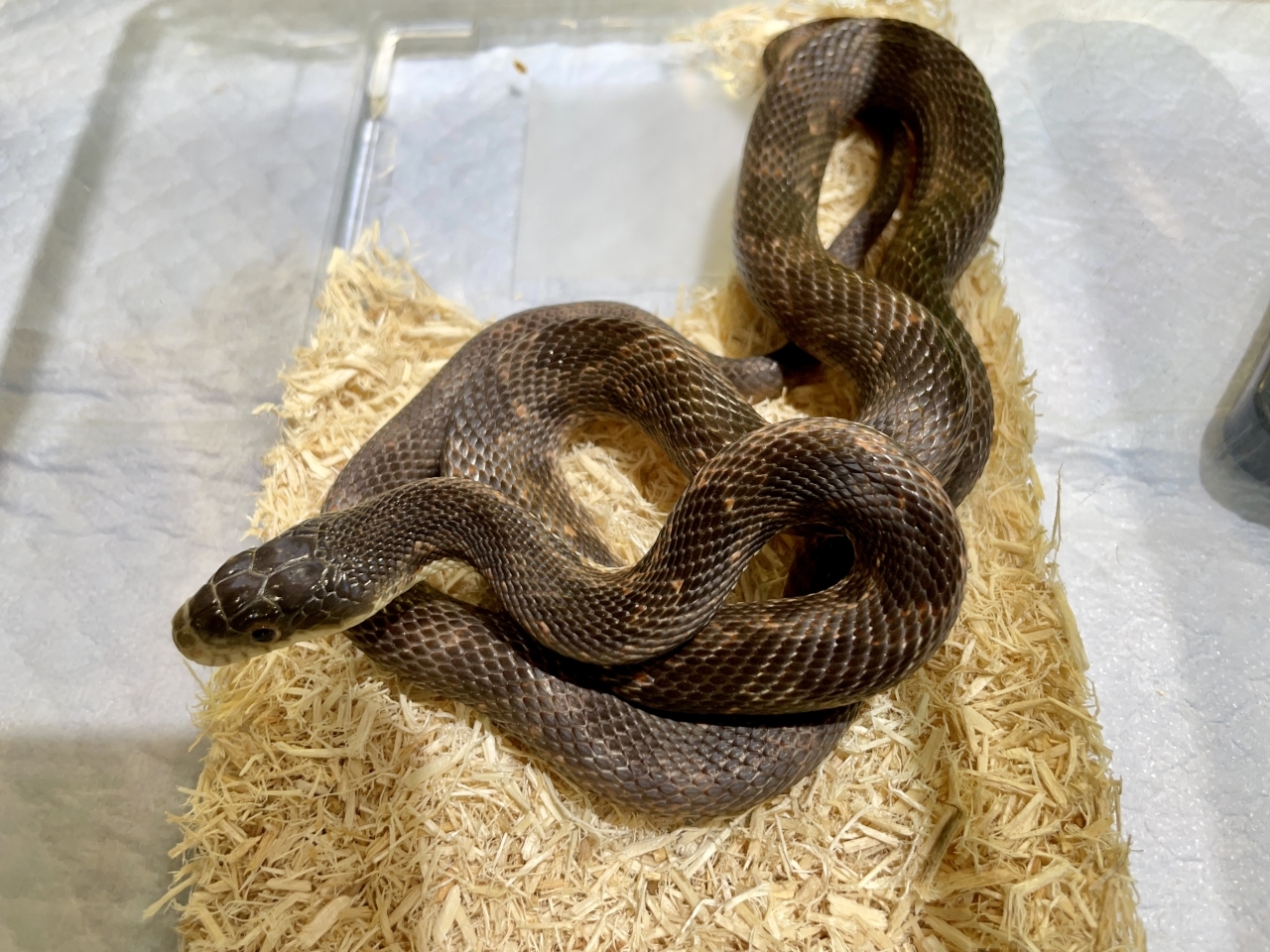 ブラックラットスネーク（ラスティhetアルビノ）(3)