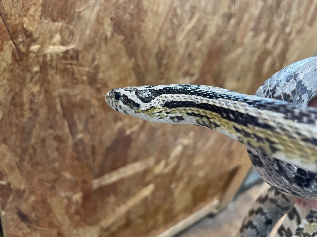 コーンスネーク（アネリ）(4)