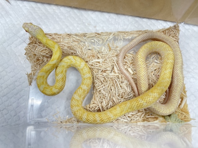 アオダイショウ（アルビノ）