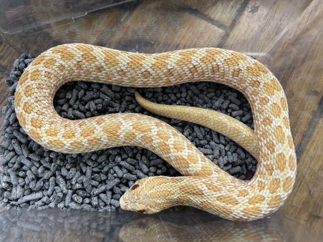 セイブシシバナヘビ（アルビノ）