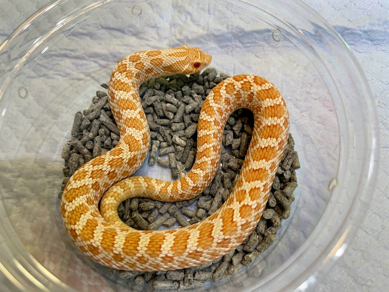 セイブシシバナヘビ（アルビノhetスノー）(2)