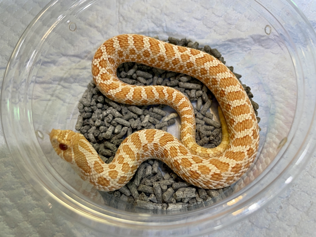 セイブシシバナヘビ（アルビノhetスノー）(1)