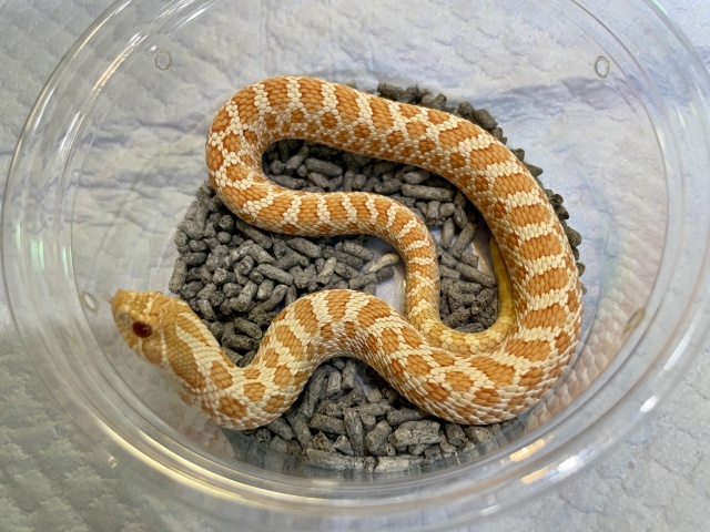 セイブシシバナヘビ（アルビノhetスノー）