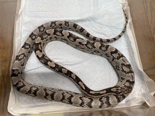 コーンスネーク（アネリ）