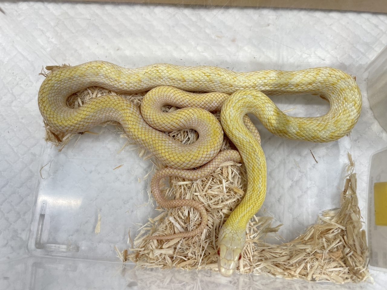 アオダイショウ（アルビノ）(2)