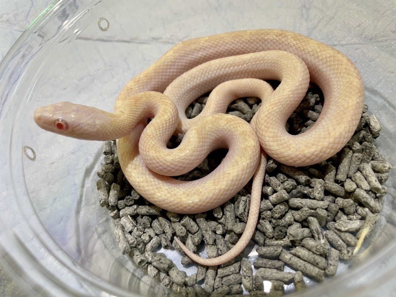 リコリスラットスネーク（アルビノ）(1)