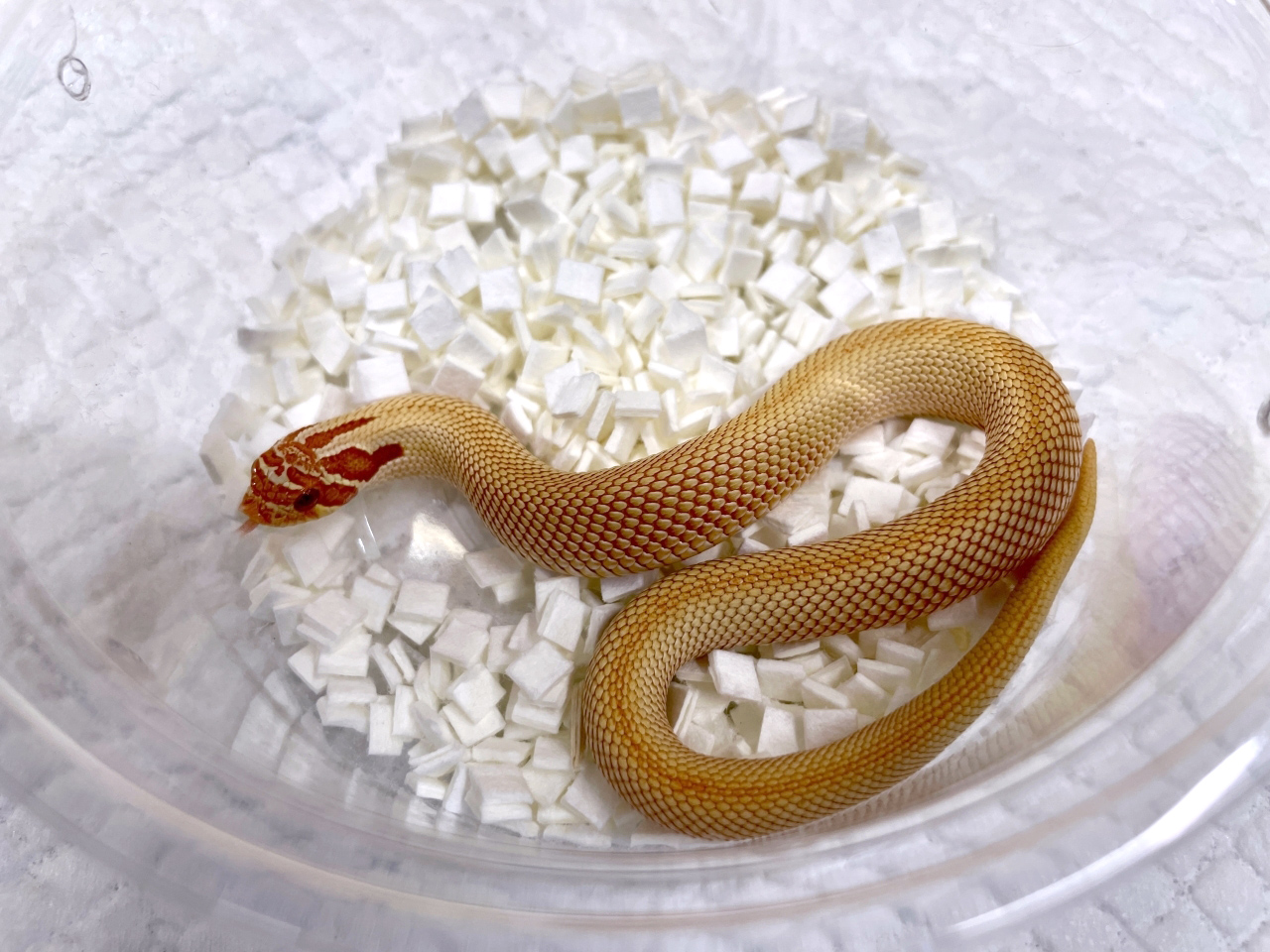セイブシシバナヘビ（アルビノスーパーコンダ）(1)