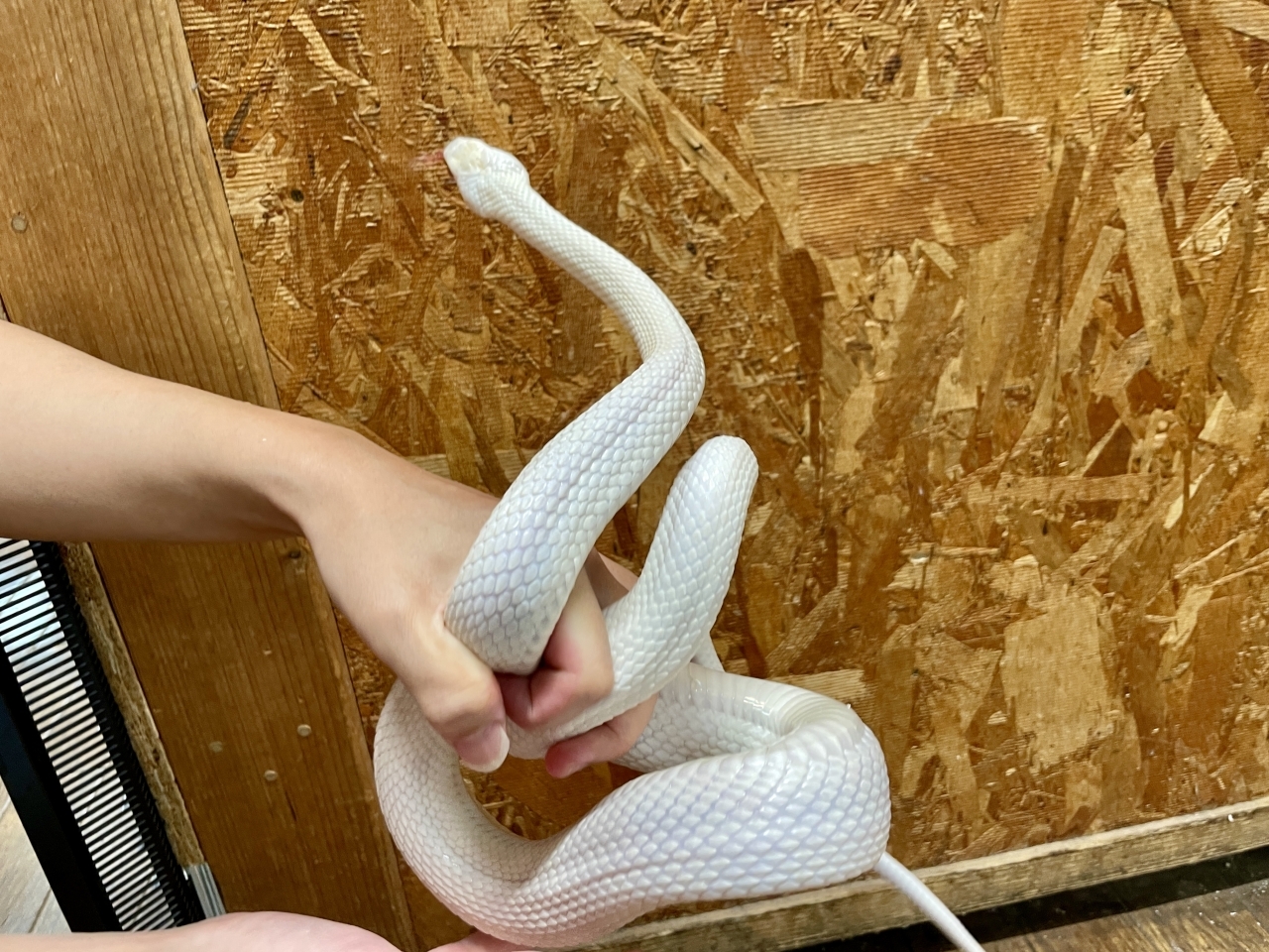 テキサスラットスネーク（アルビノリューシ）(2)