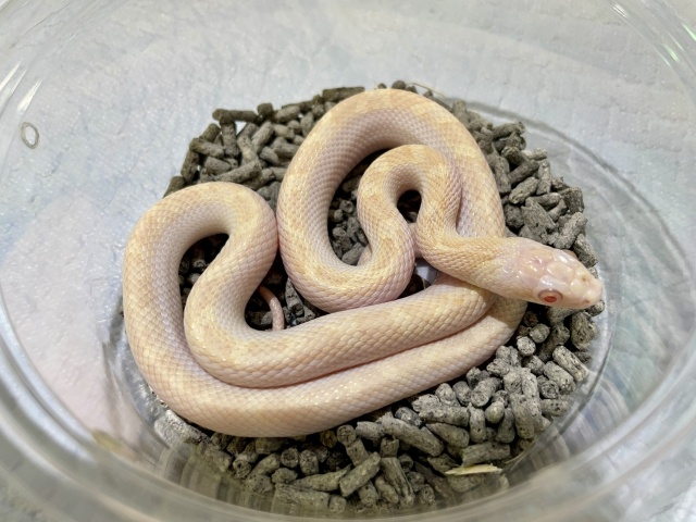 リコリスラットスネーク（アルビノ）