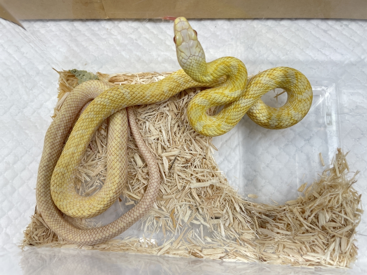 アオダイショウ（アルビノ）(2)