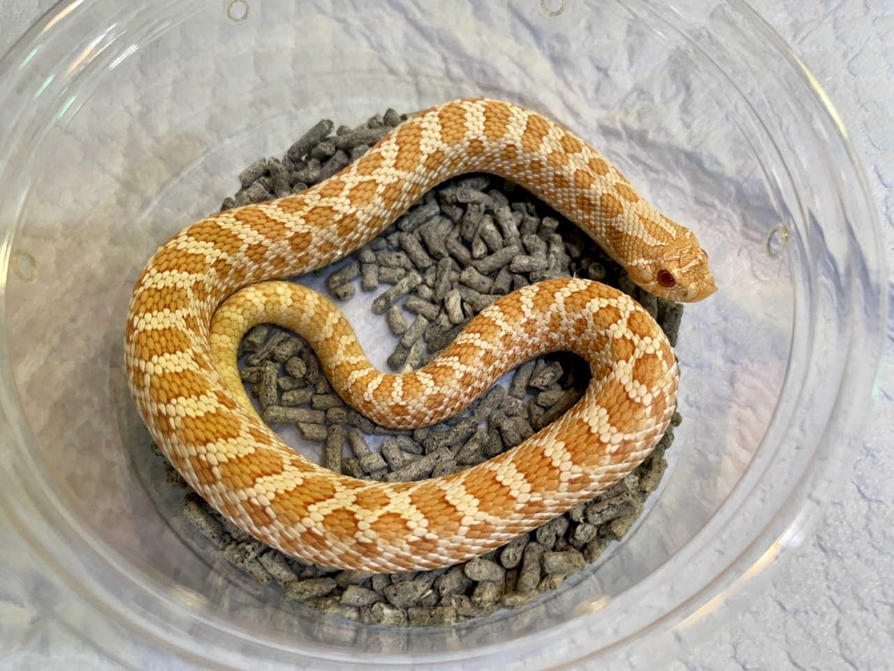 セイブシシバナヘビ（アルビノhetスノー）(3)