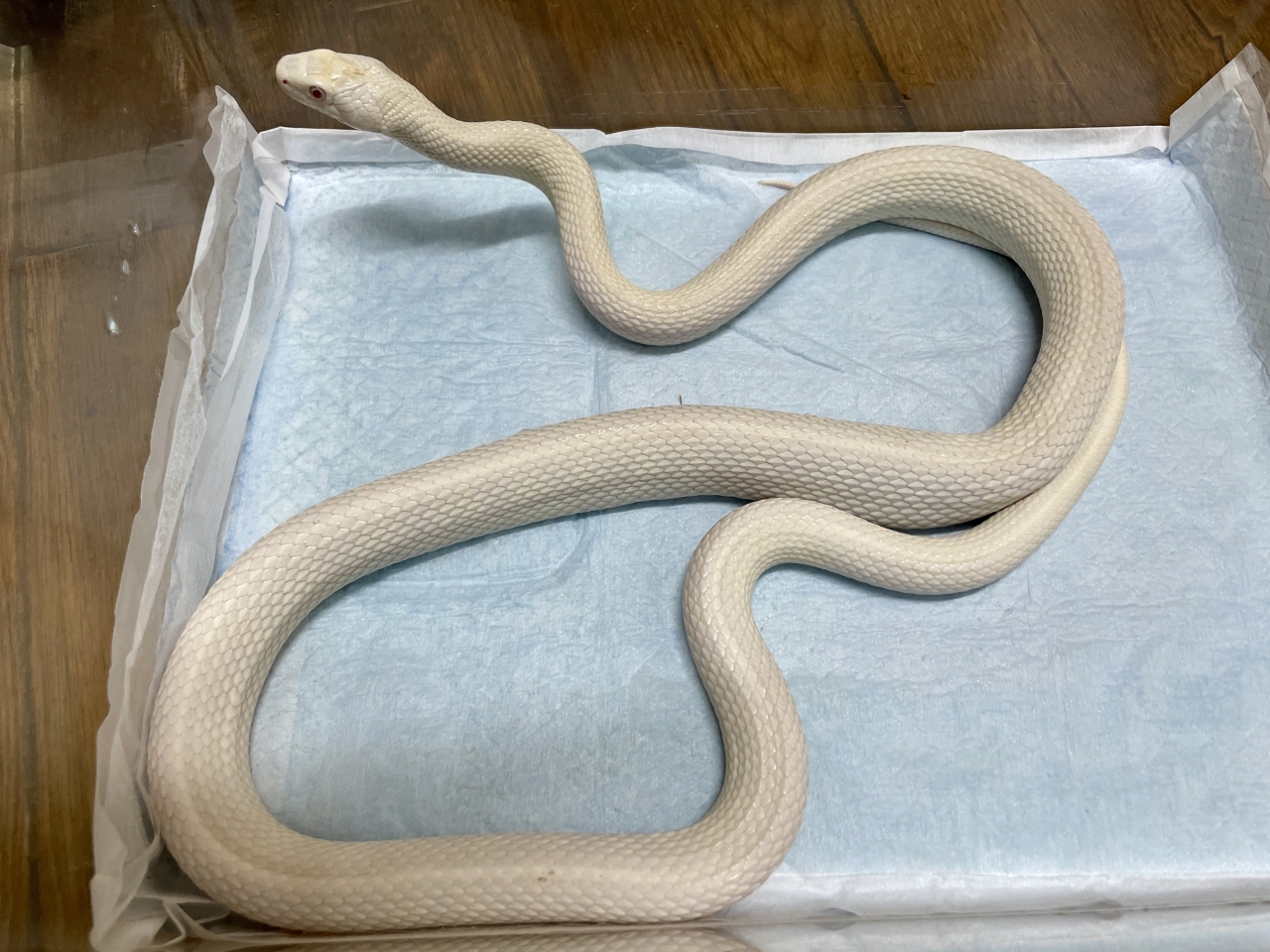 蛇ノ助  爬虫類ショップ サウリア守口店｜テキサスラットスネーク