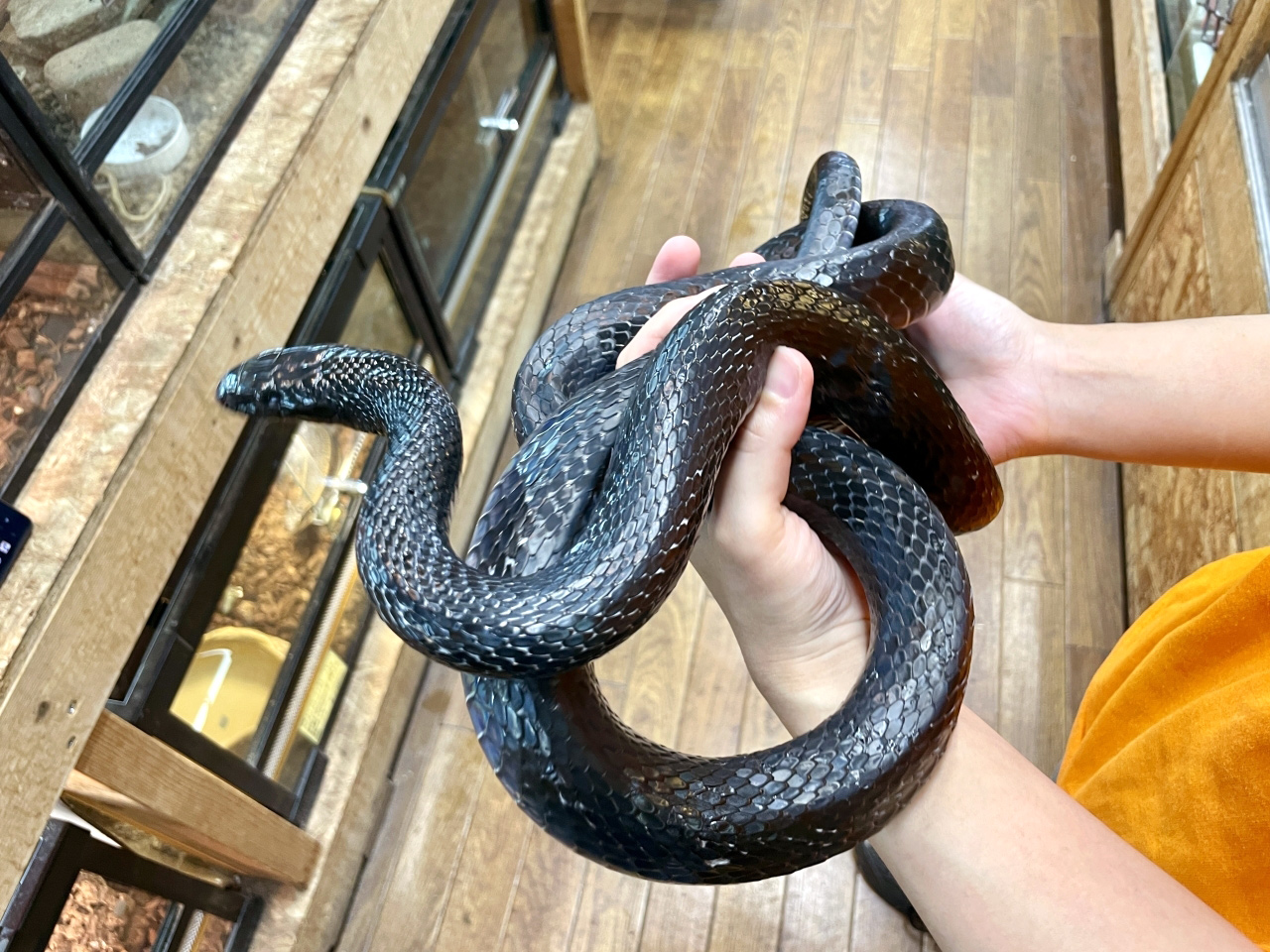 ミナミオオレーサー(2)