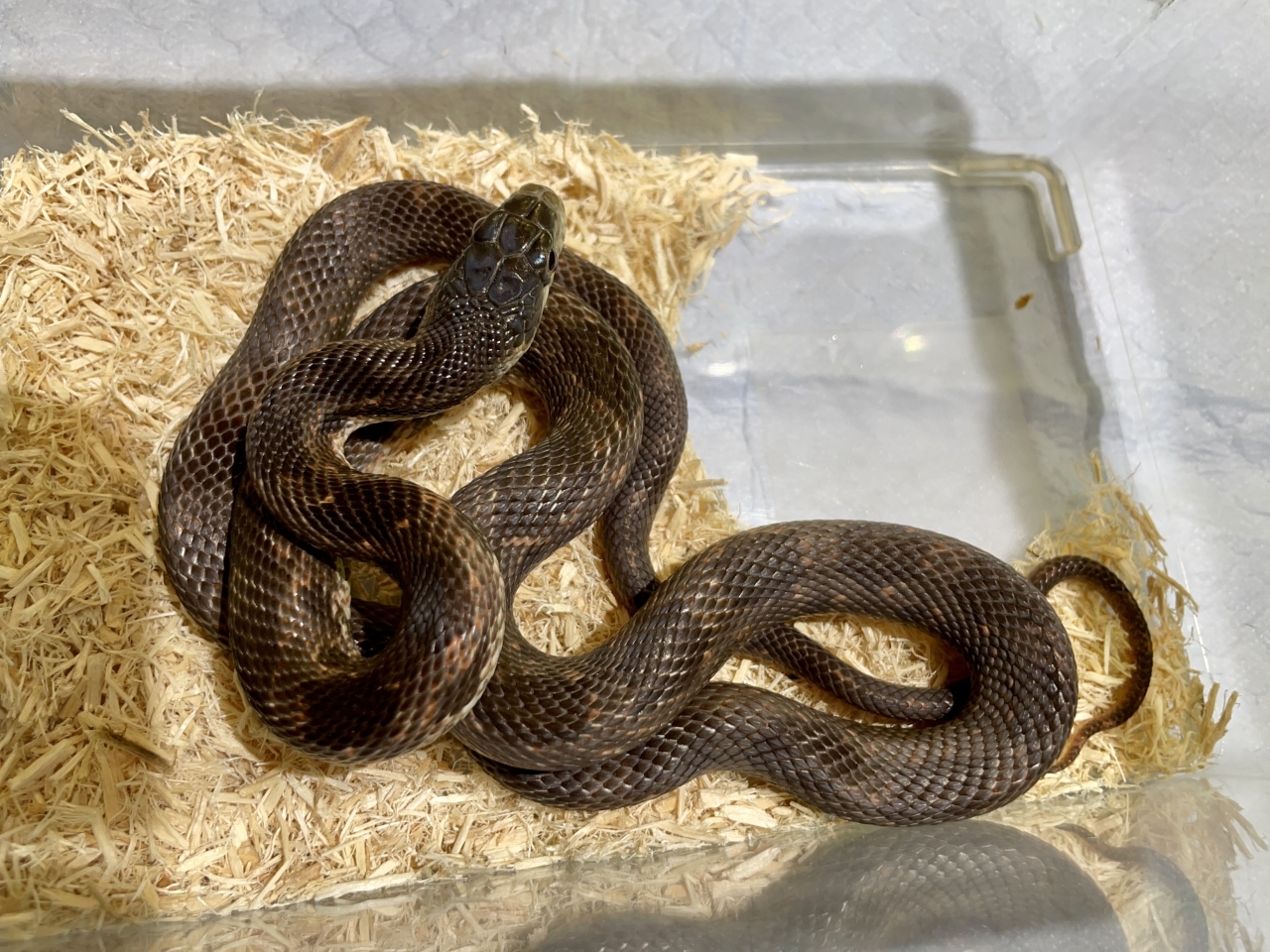 ブラックラットスネーク（ラスティhetアルビノ）(2)