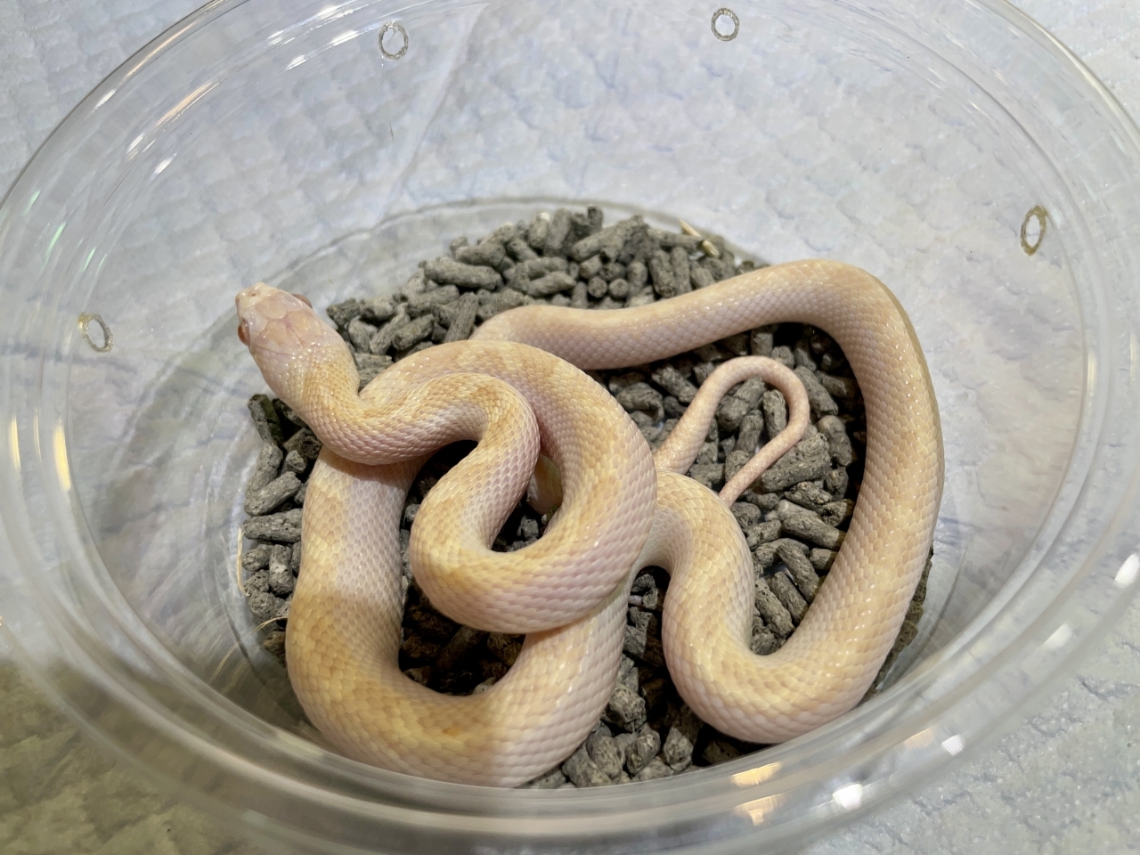 リコリスラットスネーク（アルビノ）(3)