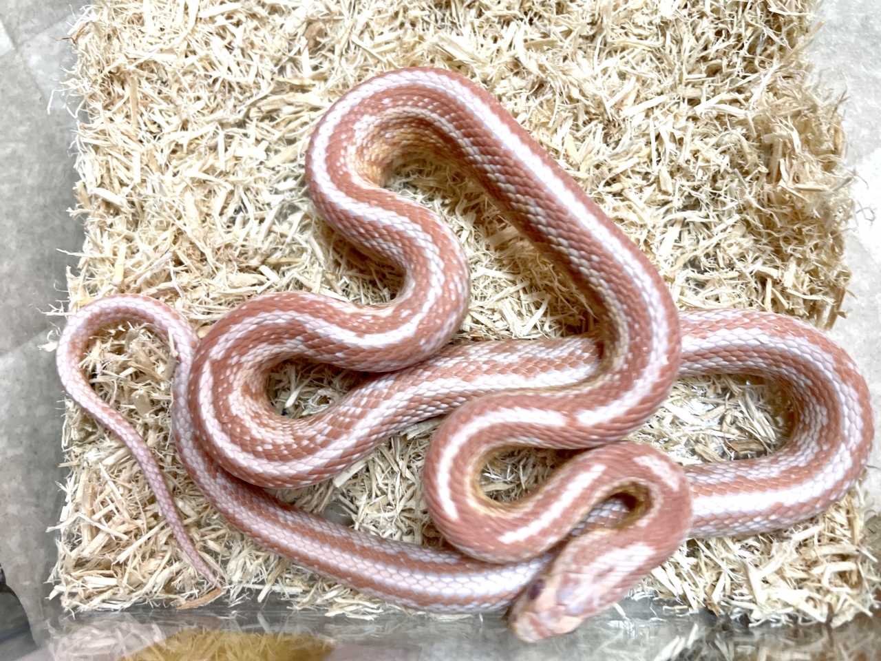 コーンスネーク（スノーテッセラ）(1)