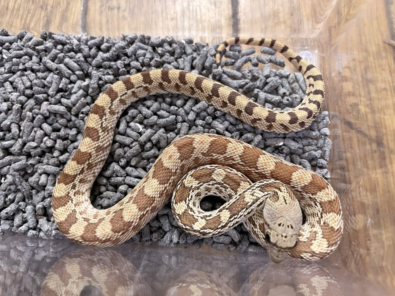 ソノラゴファースネーク(2)