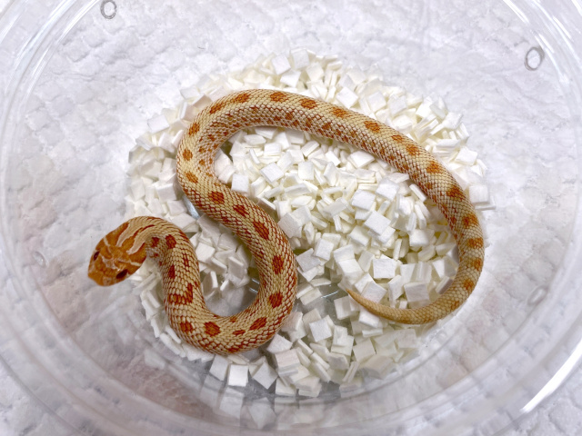 セイブシシバナヘビ（アルビノコンダ）