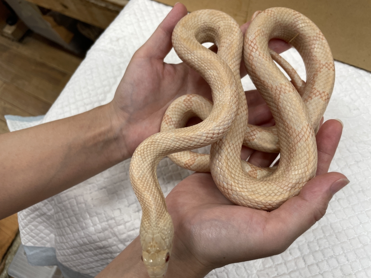 ブラックラットスネーク（ハイビノ）(3)