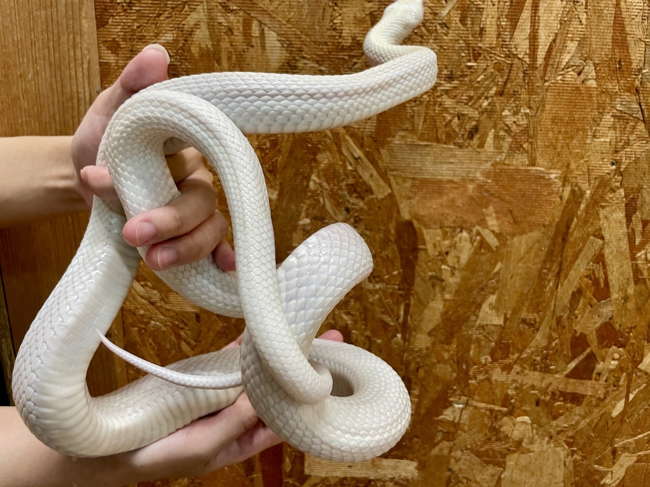 テキサスラットスネーク（アルビノリューシ）(3)