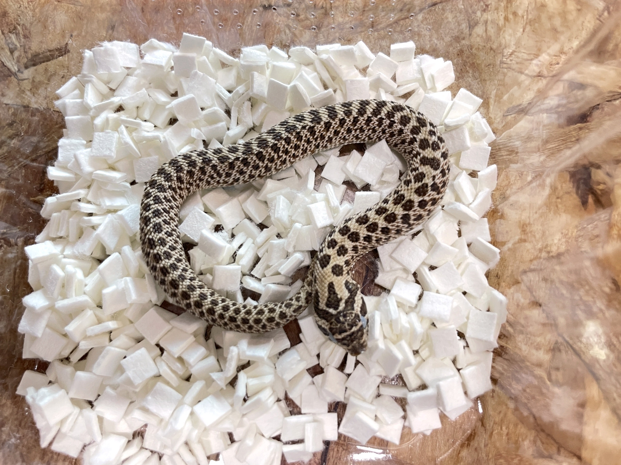 セイブシシバナヘビ（アークティック）(1)