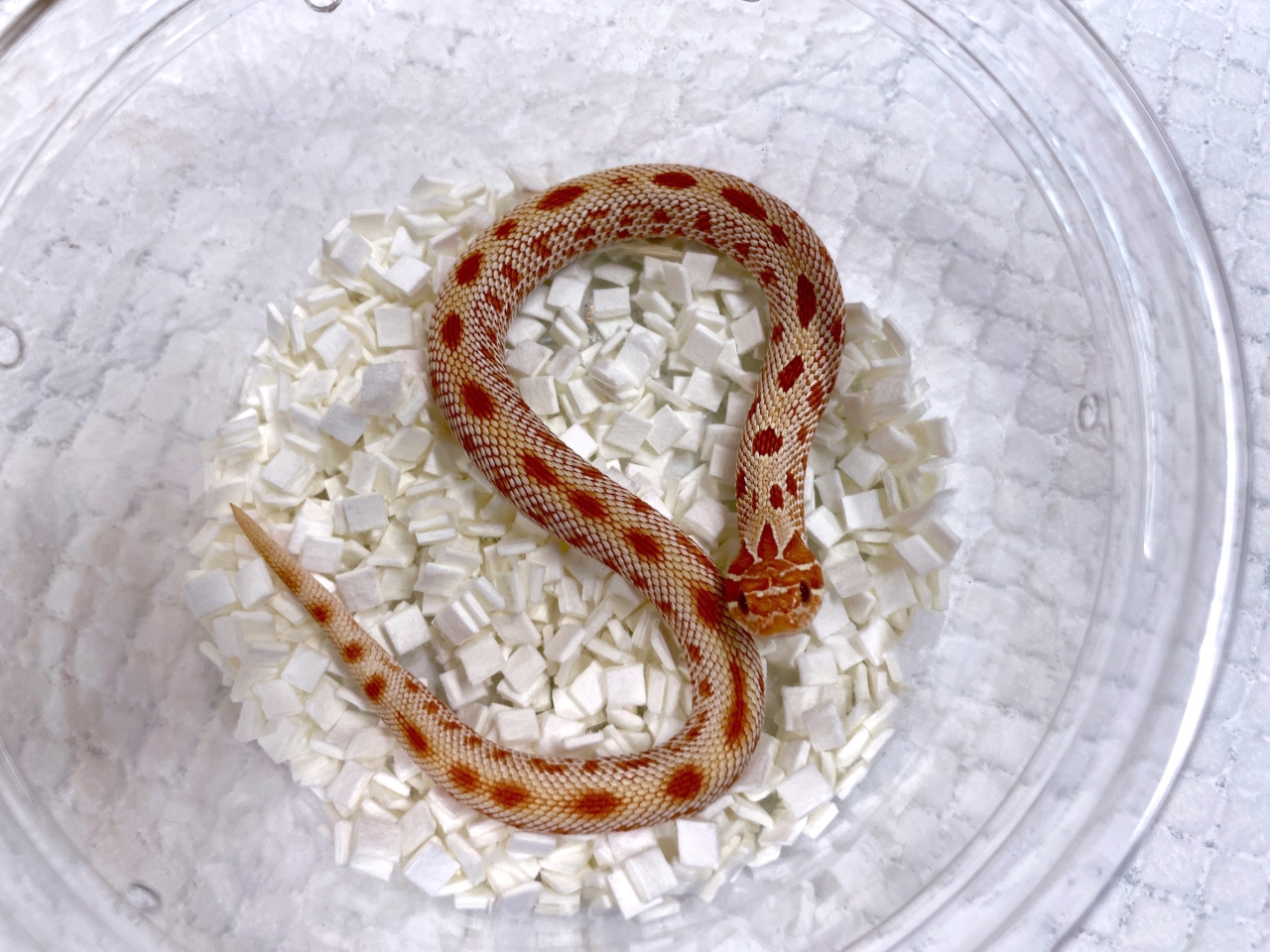 セイブシシバナヘビ（アルビノレッドコンダ）(2)