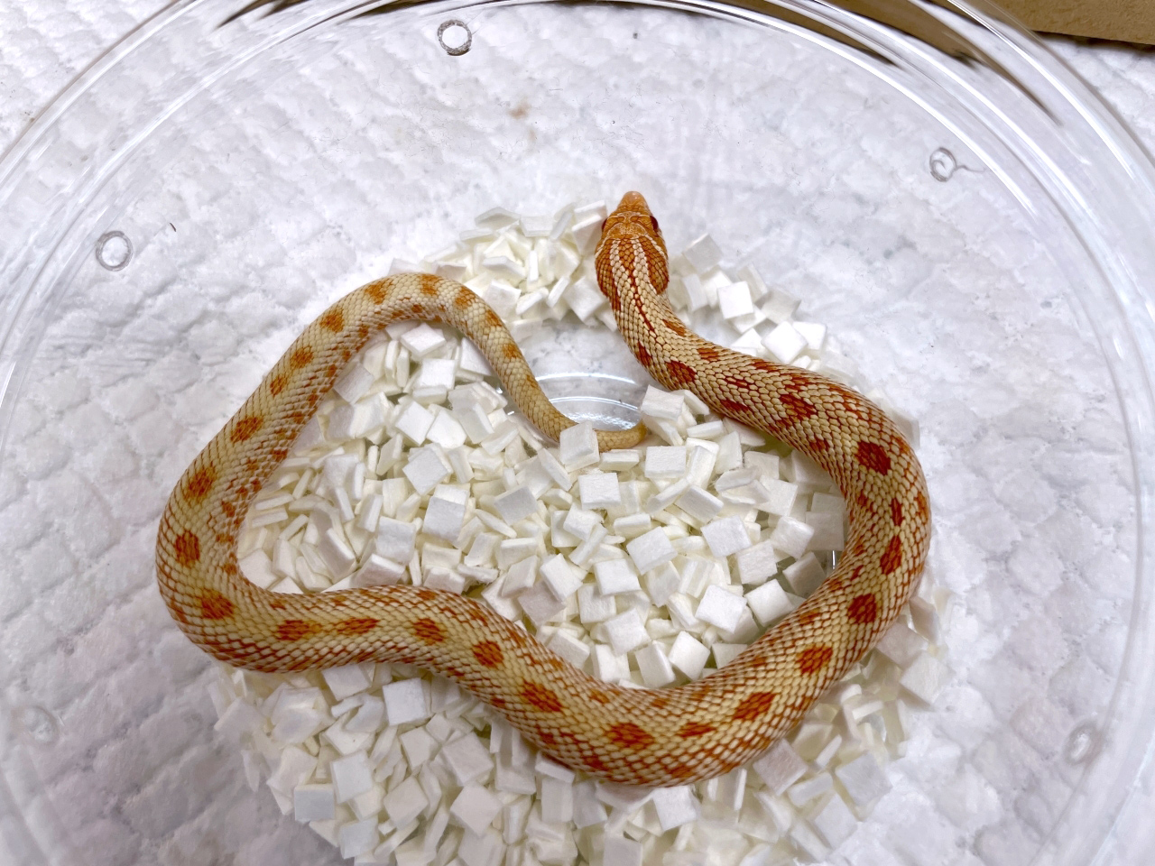 セイブシシバナヘビ（アルビノコンダ）(2)