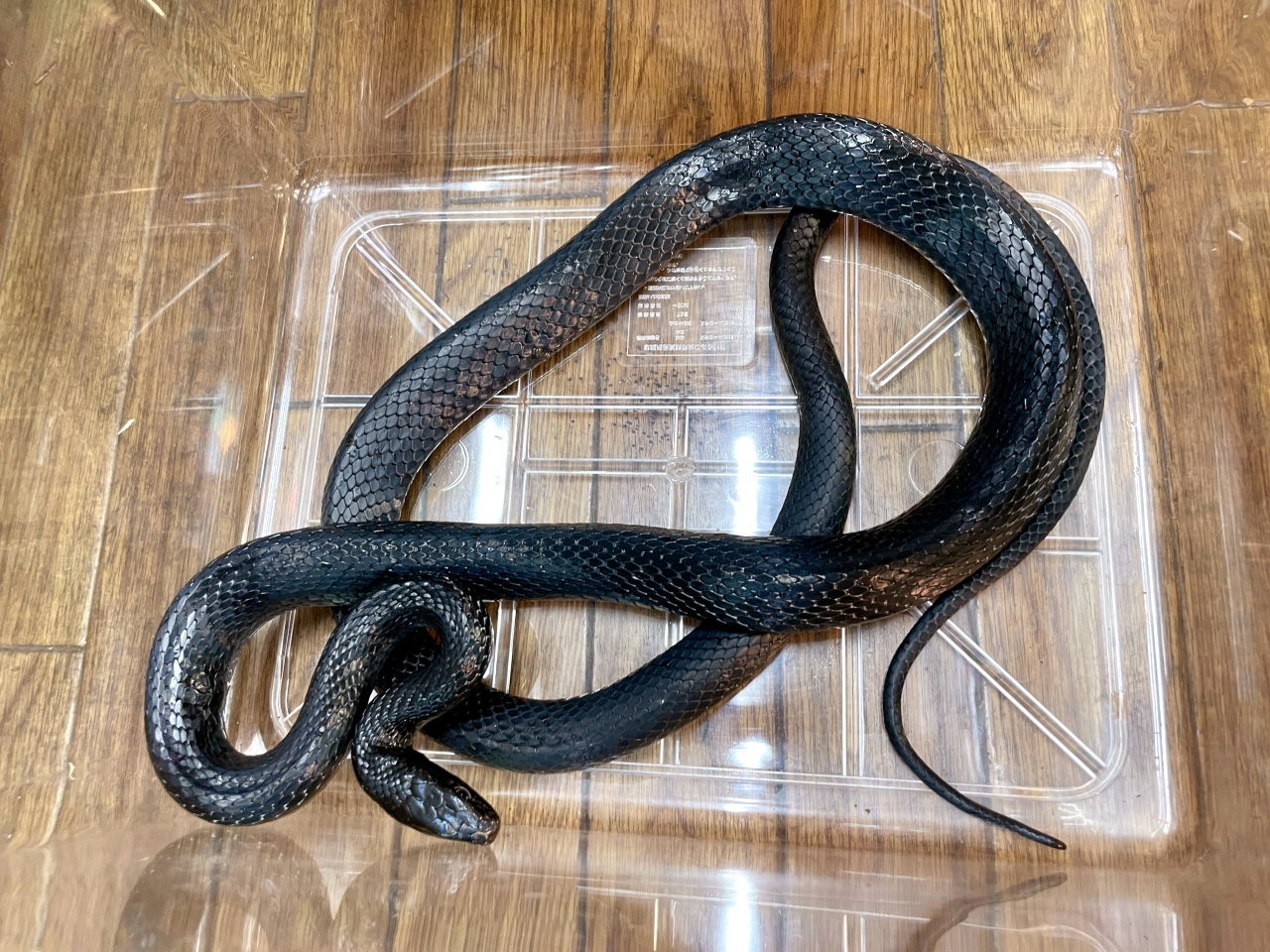 ミナミオオレーサー(4)