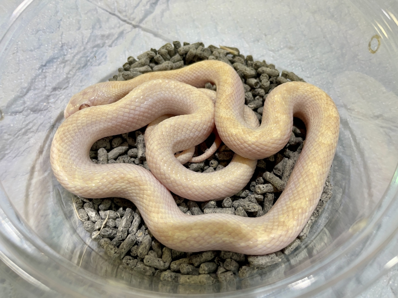 リコリスラットスネーク（アルビノ）(2)