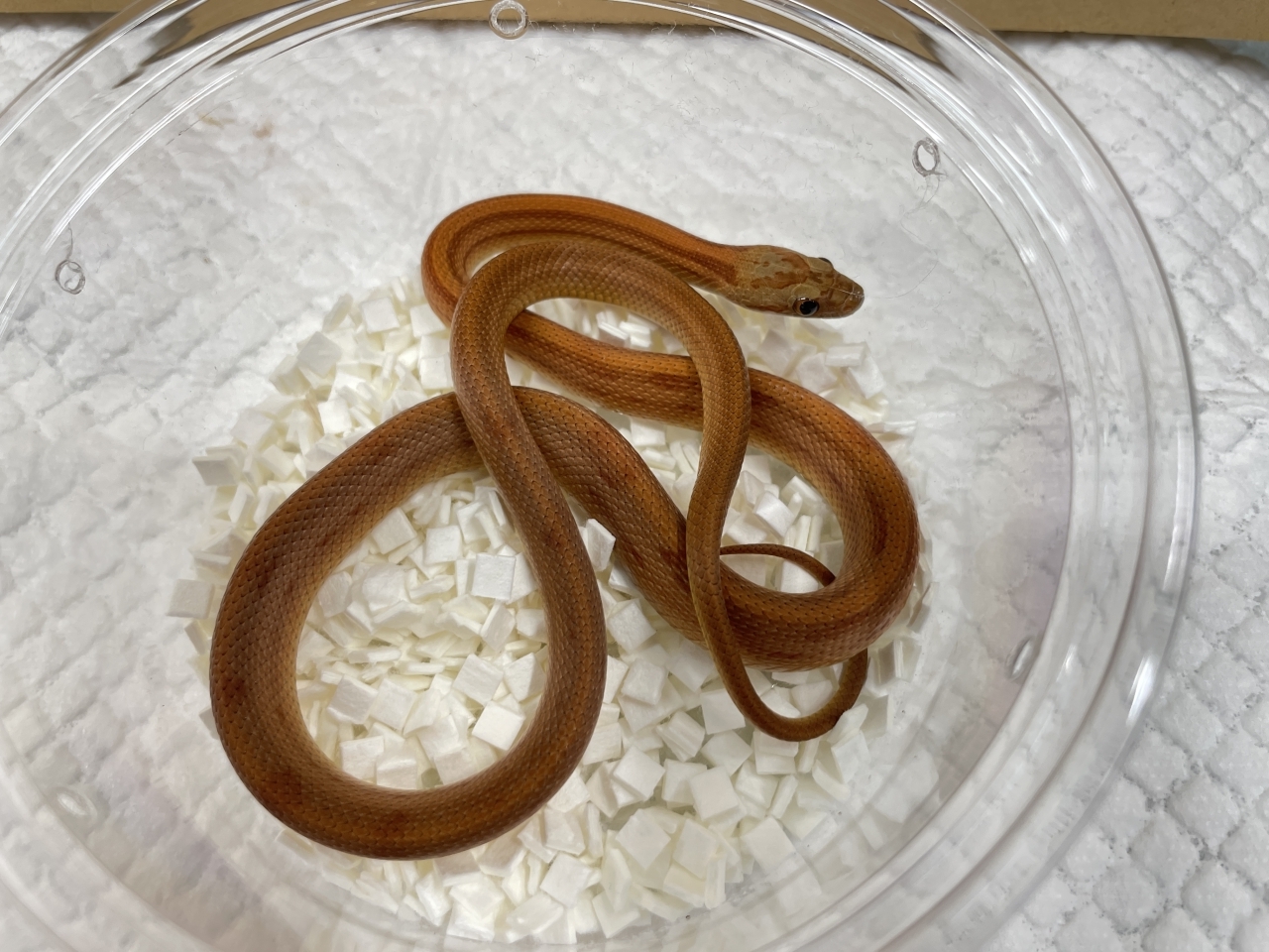 コーンスネーク（キャラメルストライプ）(1)