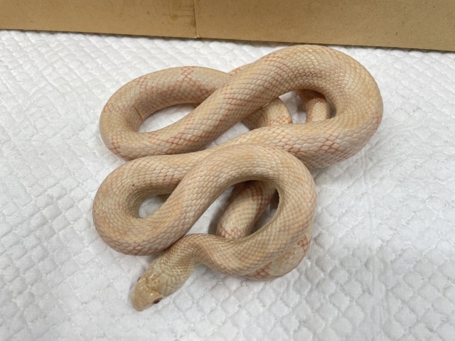 ブラックラットスネーク（ハイビノ）