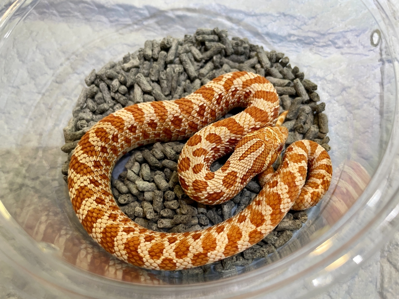 セイブシシバナヘビ（レッドアルビノ）(2)