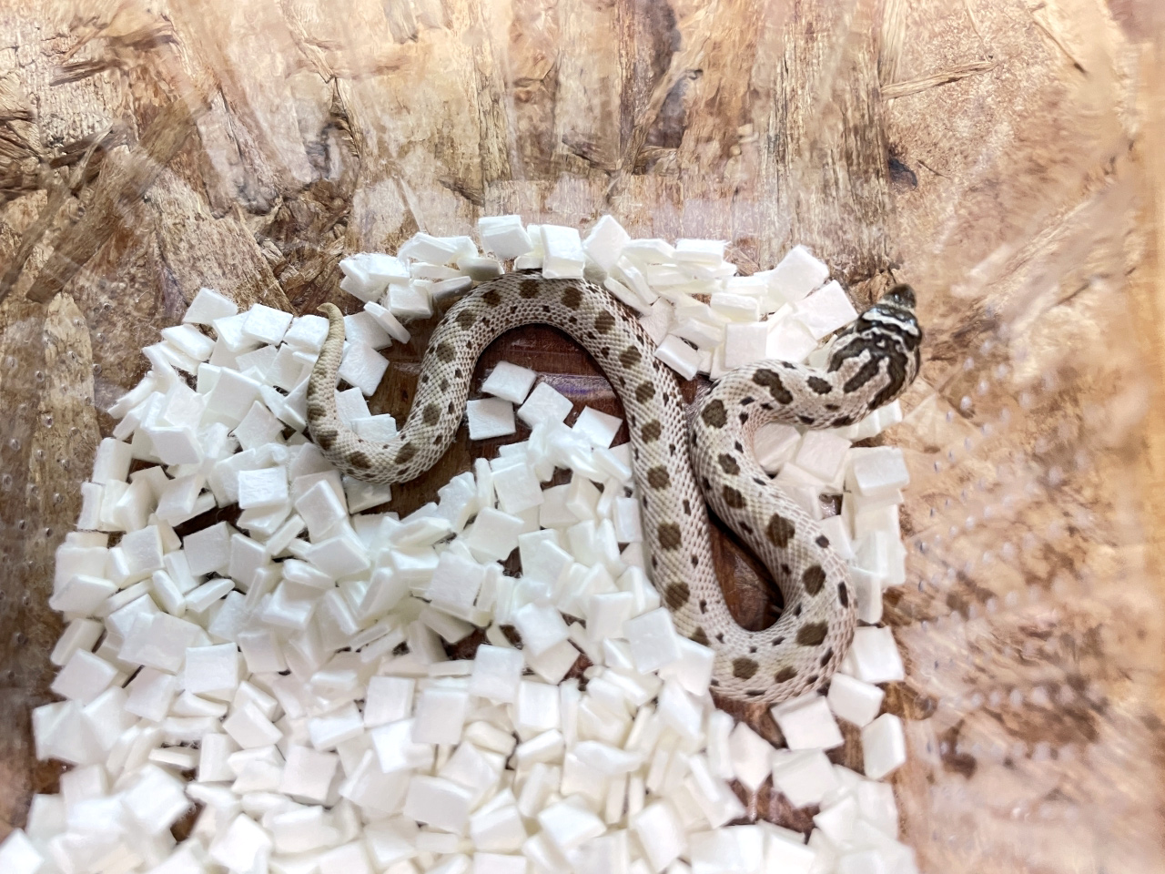 セイブシシバナヘビ（アークティックコンダ）(2)