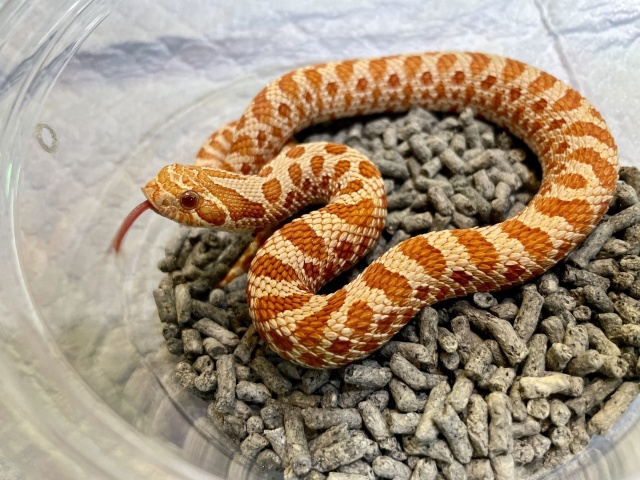 セイブシシバナヘビ（レッドアルビノ）