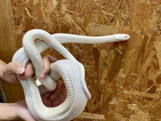 テキサスラットスネーク（アルビノリューシ）