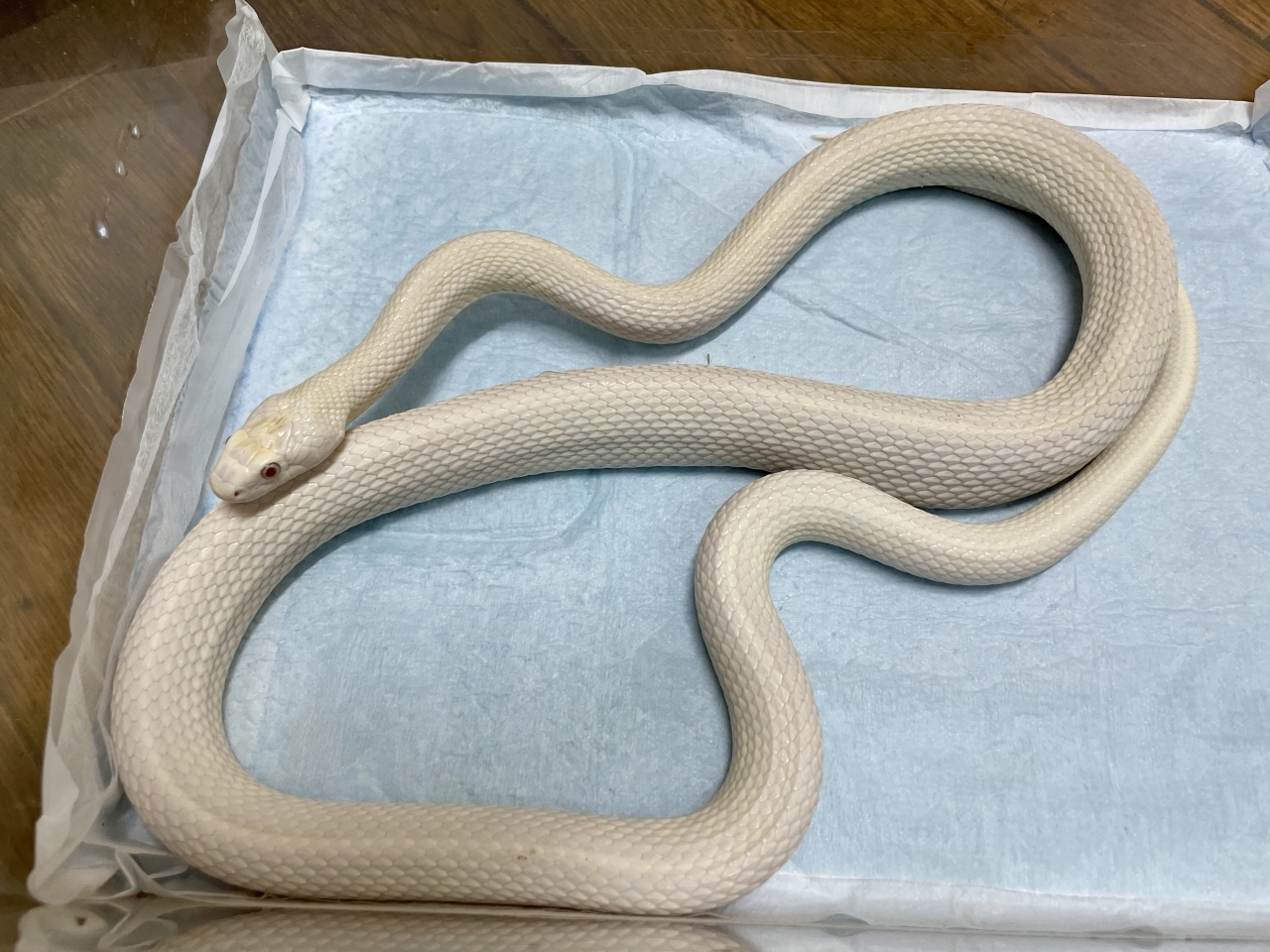 テキサスラットスネーク（アルビノリューシ）(5)