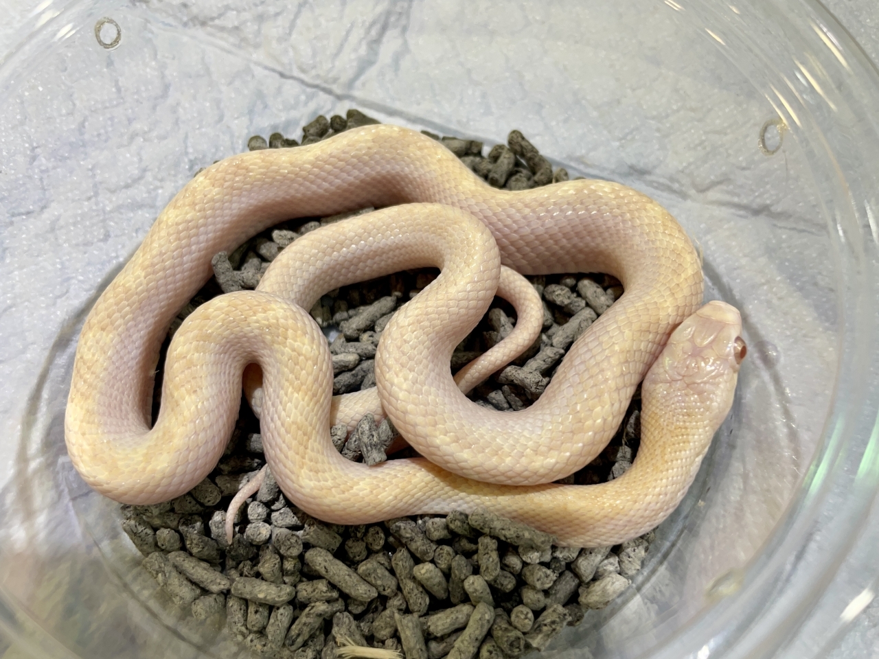 リコリスラットスネーク（アルビノ）(3)