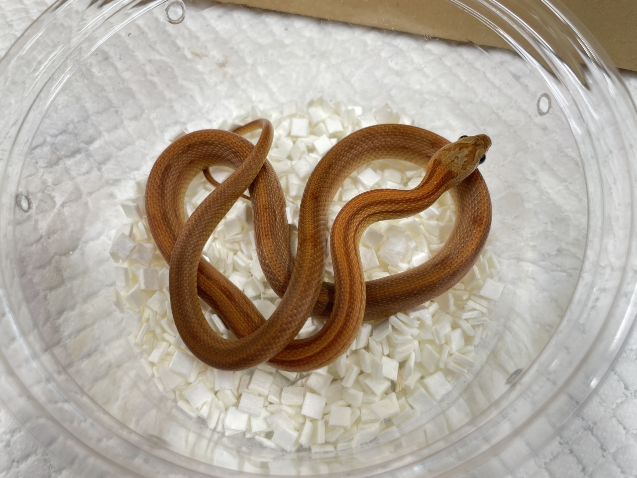 コーンスネーク（キャラメルストライプ）(2)
