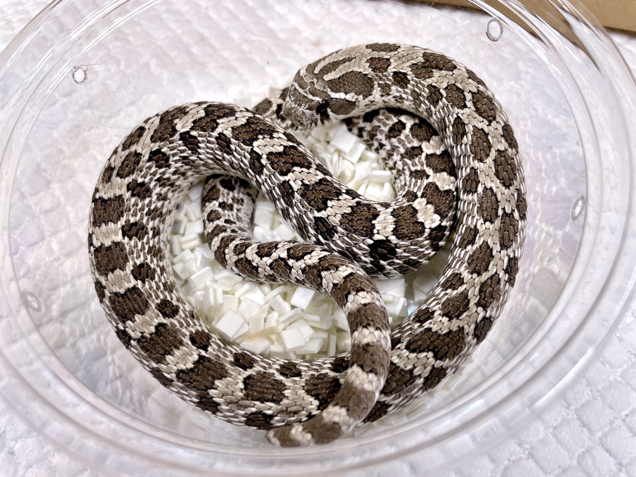 セイブシシバナヘビ（アザンティック）(1)