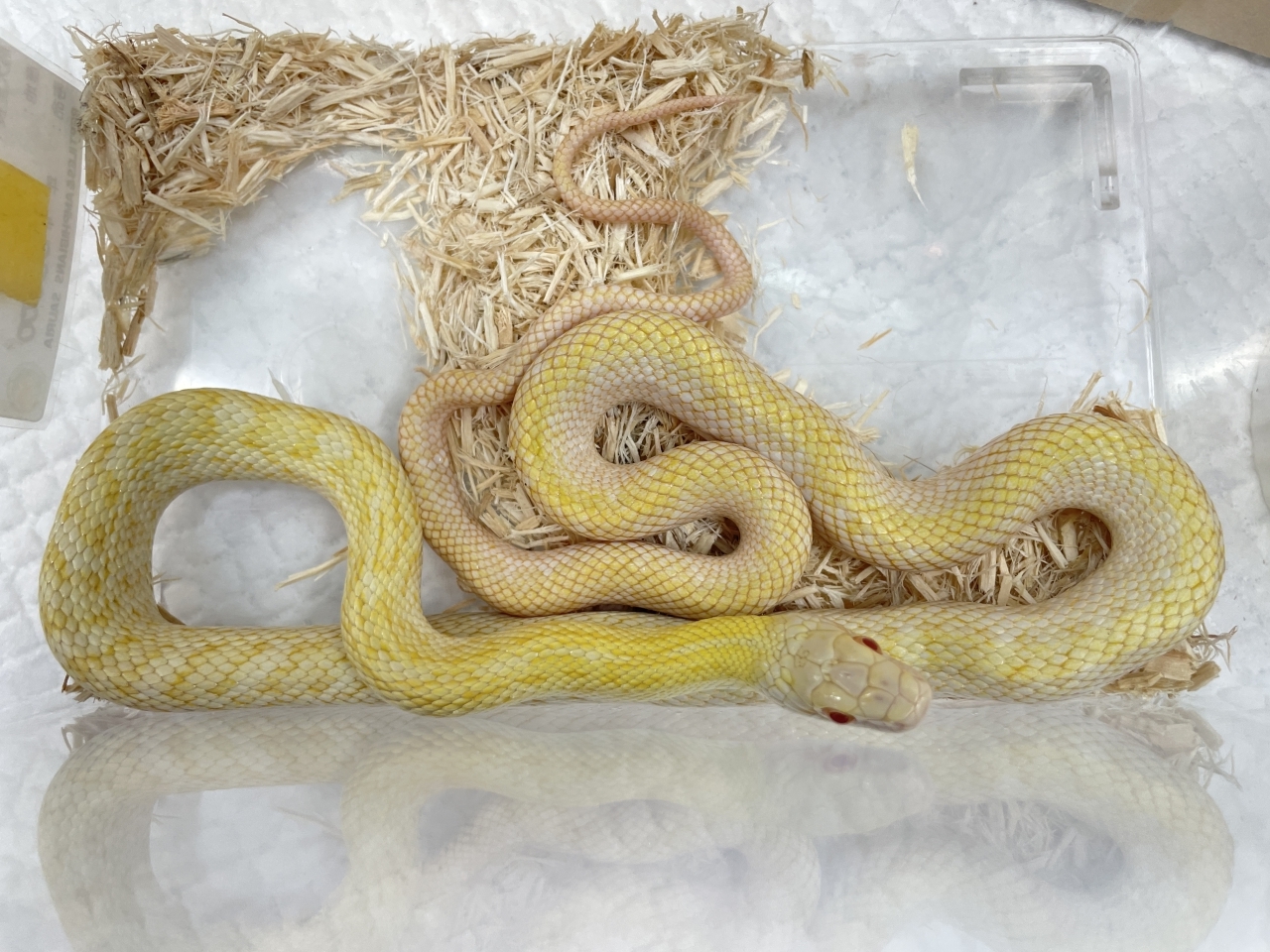 アオダイショウ（アルビノ）(1)