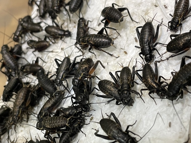 クロコオロギＭL混合(10匹～)