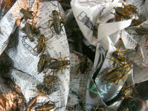 フタホシコオロギＭL混合(10匹～)