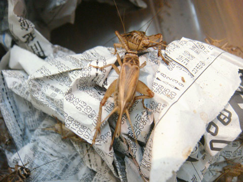 ヨーロッパイエコオロギＭL混合(10匹～)(1)