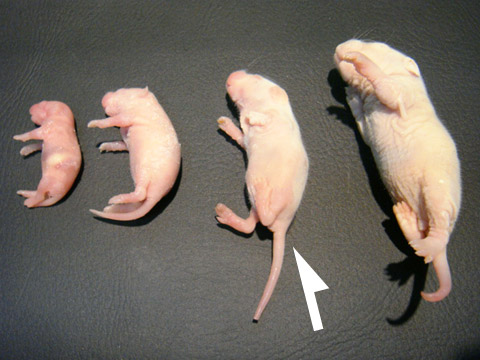 冷凍ピンクマウスL(1)